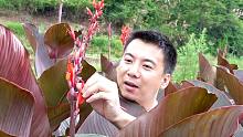 华农兄弟：去田里逛一下，看有什么好吃的，摘点来吃