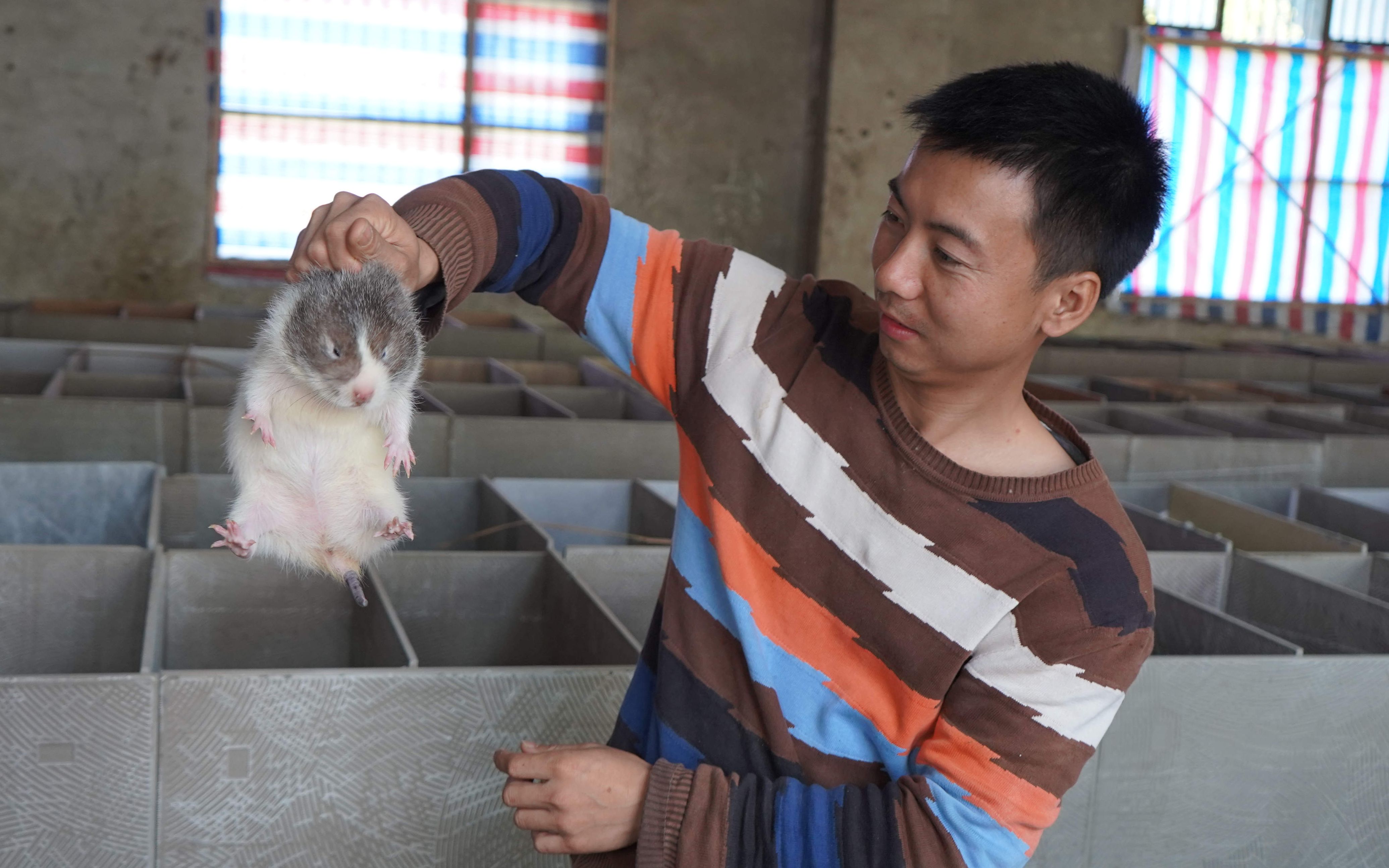 华农兄弟：再去另一个兄弟家，看一下他家的公鼠够不够