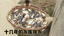 十几年的水库正在排水，小伙把鸡肉放进排水洞，结果跑出许多鱼