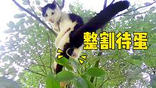 奶牛猫树上晃蛋20天，这不是找割吗？