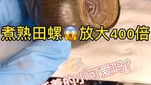 所以大家一定要吃煮熟透之后的田螺哦。关注小宇吧