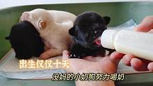 救助4只出生10天没了娘的小奶狗，太饿了，喝奶都是猴急猴急的