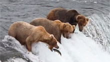 阿拉斯加棕熊捕捉逆流而上的鱼