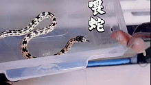 宠物蛇吃相大集合，全程高能，胆小勿入。