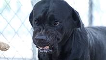 【拉布拉多】痛心！到底是什么原因导致这只狗专门咬自己的主人