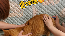 猫猫看病别怕有妈妈在