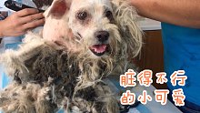 宠物狗一旦被遗弃，它会过得很惨！救助一只脏得跟烂拖把一样的小狗