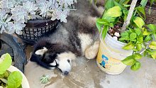 夹缝里生存～