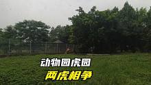 【香市动物园】近距离接触动物、巧遇两虎相争