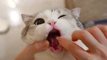 给小猫咪喂药竟然失败了