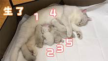 终于顺利生产了，五只小奶猫健健康康！唯独一只长相奇特！