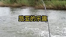 这个拉力太大，太刺激，洛河溪流路亚雅罗鱼