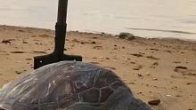 海边赶海退大潮，沙滩上发现了一只大海龟，还有许多的海洋小生物