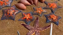 海边赶海退大潮，收获了很多海五星，还有许多奇怪的海洋小生物