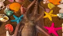 海边赶海退大潮，一只八爪鱼在钻瓶子，还有许多奇怪的海洋小生物