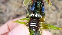 海边赶海退大潮，发现一只炫彩皮皮虾，还有许多奇怪的海洋小生物