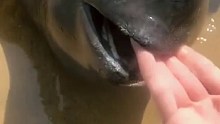 海边赶海退大潮，发现一只搁浅的鲸鱼，还有许多奇怪的海洋小生物