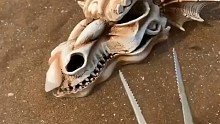 海边赶海退大潮，发现一块恐龙头骨，还有许多奇怪的海洋小生物