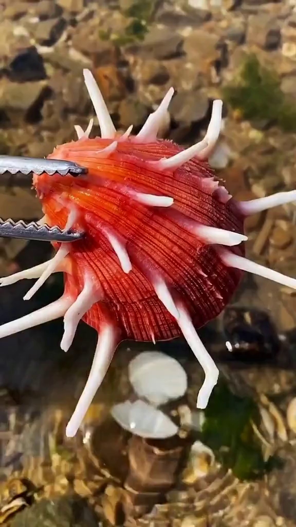 海边赶海退大潮,发现一只带刺扇贝壳,还有许多奇怪的海洋小生物