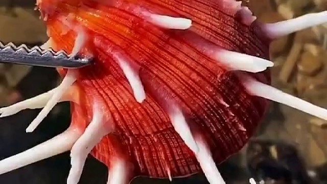海边赶海退大潮,发现一只带刺扇贝壳,还有许多奇怪的海洋小生物