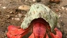 赶海赶海退大潮，发现一只带壳的龙虾，还有许多奇怪的海洋小生物