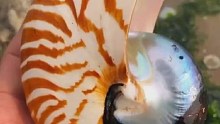 海边赶海退大潮，发现超大的蜗牛壳，还有许多奇怪的海洋小生物