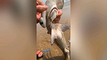 沙滩上发现一只搁浅鲨鱼