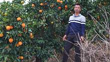 华农兄弟：参观一下5000亩的赣南脐橙产业园，再找兄弟要一点点脐橙送粉丝