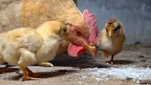 华农兄弟：母鸡孵出3只小鸡，我搞点米来喂一下它们