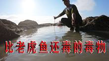 五只15斤的鸭内脏投天坑，引来比老虎鱼还毒的毒物，扎到直接完蛋