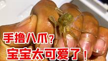 手撸八爪宝宝太可爱了，有些上瘾，大齐赶海抓到它还真不容易！