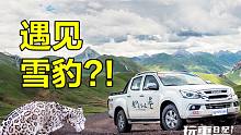 我们在三江源扑捉到了雪豹的身影！