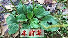 “车前草”煮水厉害了，生活中很多人能用到？今天教你正确做法