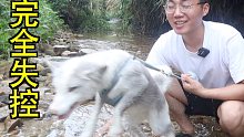 第一次带小狐狸去河里玩，情况完全失控！！！
