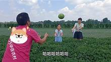 巧华带娃去花生地摘西瓜，竟摘出超大西瓜，两口子站路边直接啃开