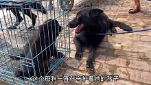 狗市遇感人一幕，狗妈妈怕幼崽被卖，依偎幼犬旁边不愿挪动分毫！