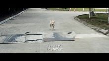 《忠犬流浪记》预告片