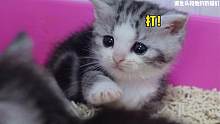 小奶猫的复仇！