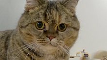 猫和鱼打架，场面过于残暴！