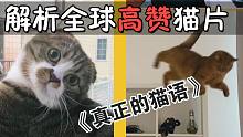 解析全球高赞猫片：珍贵的猫语音频！据说小猫一听就跑过来