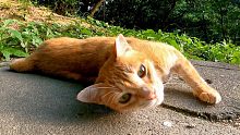 当人行道上的橙色虎斑猫是nadenade时，它滚动，太可爱了