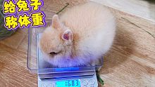 5000元的侏儒兔，养一个月会有多大变化？辣眼睛！