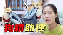 狗狗成精了，听主人说要出差了，狗子竟然懂拿书包去帮收拾行李！