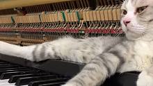 猫：再不努力钢琴就没了...