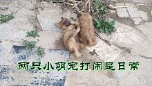 两只小奶狗的日常:打架已经习以为常