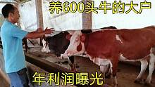 养600头西门塔尔牛，每头牛纯利润曝光，养殖业也可以年入百万
