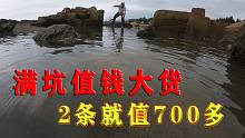 连撒100多斤猪血的400平巨坑，满坑值钱大货，2条就值700多，发了