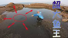 超大鱼王躲藏在撒了50猪血的700平巨无霸坑，一条下去直接爆桶