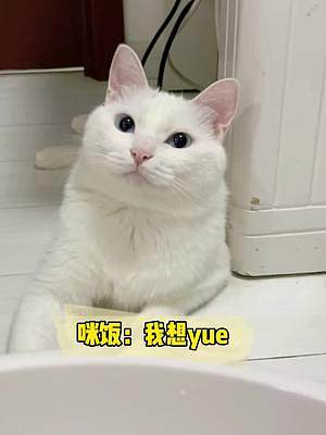你們猜糖糖洗干凈了之后他們在干嘛？#抖音動物圖鑒 #動物的迷惑行為