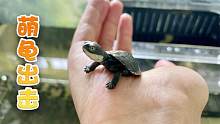 一种超萌小龟，只有大拇指大小，却能萌翻你！